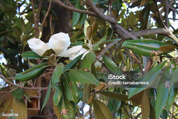 Flor De Ficus Foto de stock y más banco de imágenes de Ficus benjamina - Ficus  benjamina, Fotografía - Imágenes, Horizontal - iStock