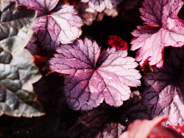 istock Heuchera 'Shanghai' - coral bells, alumroot 542319966