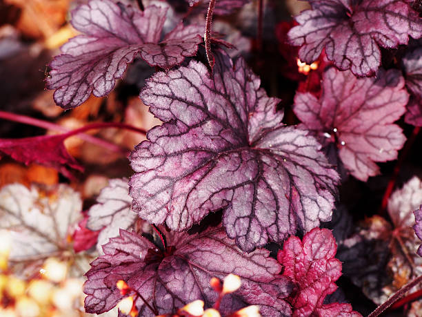 istock Heuchera 'Shanghai' - coral bells, alumroot 542320152
