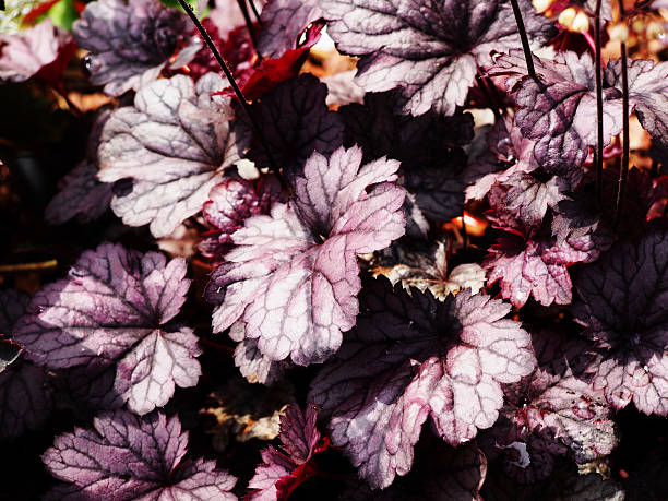 istock Heuchera 'Shanghai' - coral bells, alumroot 542320274