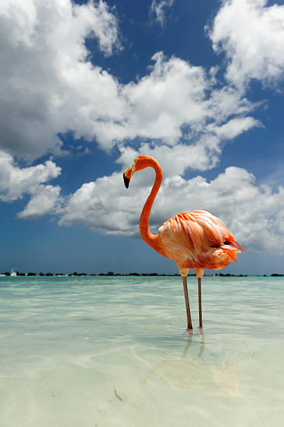 istock Flamingo standing in the turquoise sea 542321420