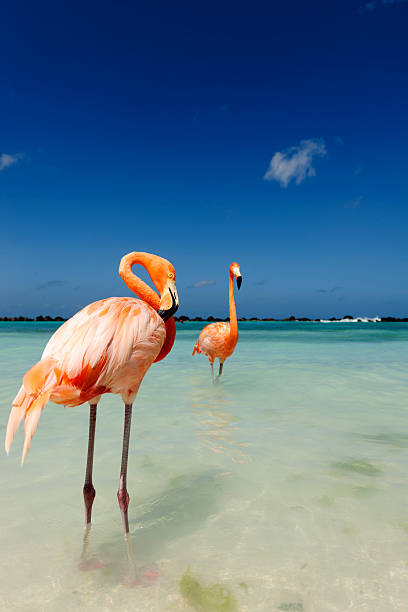 istock Flamingo standing in the turquoise sea 542321592