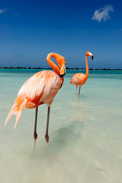 istock Flamingo standing in the turquoise sea 542321618