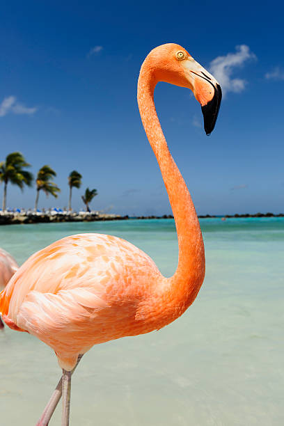 istock Flamingo standing in the turquoise sea 542321652