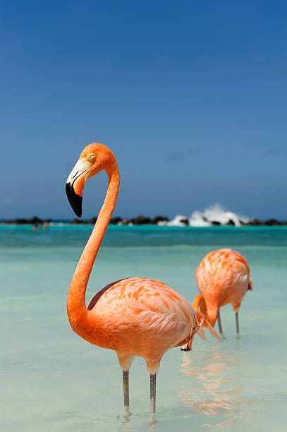 istock Flamingo standing in the turquoise sea 542321678