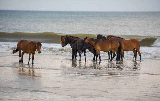 istock Horses in the ocean 542321874