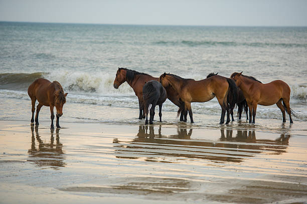 istock Horses at the beach shoreline 542321898