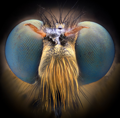 Macro portrait of the Fly with on the weathered wooden board