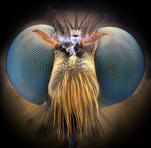 Extreme magnification - Robber fly, front view stock photo