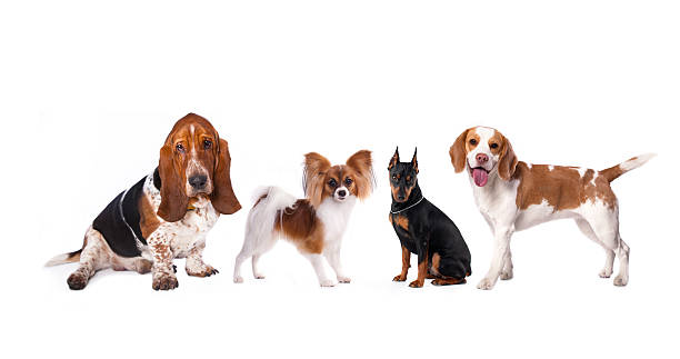 istock tvo dogs 542324118