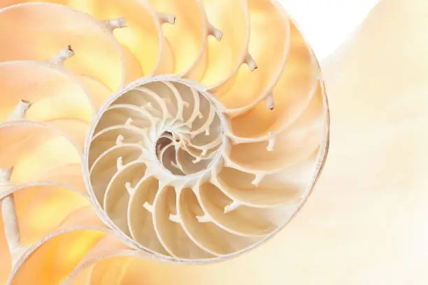 Photo of Nautilus shell section, perfect pattern background