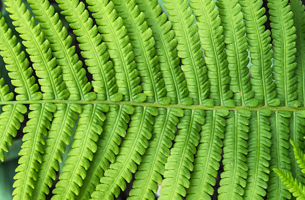 istock The branch of fern 542325528