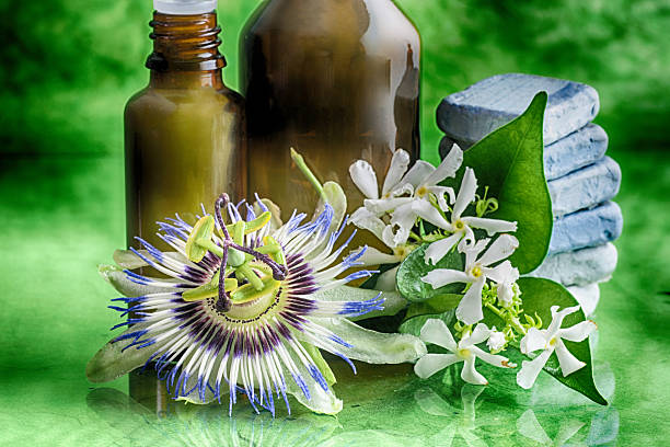 시계꽃  - nature symmetry herbal medicine green 뉴스 사진 이미지