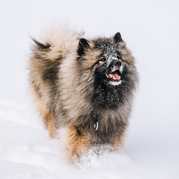 istock Young Keeshond, Keeshonden Dog Play In Snow, Winter 542326882