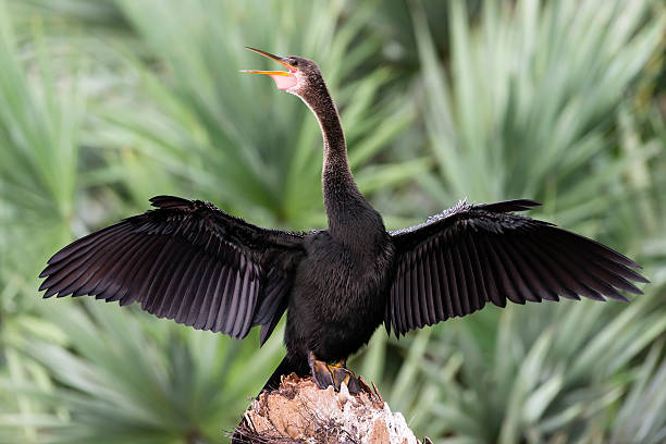 アンヒンガ、フロリダの美しい鳥、止まり木と乾燥翼 - anhinga ストックフォトと画像