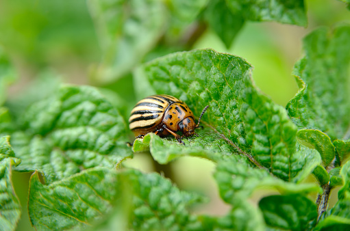 Colorado beetle eats a potato leaves young. Pests destroy a crop in the field. Parasites in wildlife and agriculture.Colorado beetle eats a potato leaves young. Pests destroy a crop in the field. Parasites in wildlife and agriculture.