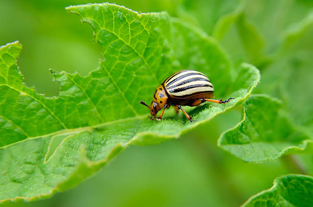 lo scarabeo del colorado mangia giovani foglie di patate. - brindled foto e immagini stock