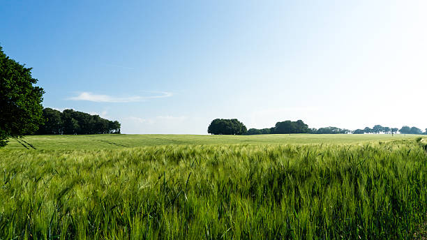 istock green barley field on island Ruegen 542330126