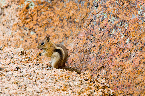 Squirrel on the rock in Grand Canyon National Park in Arizona. Gran Canyon wildlife. South rim of Grand Canyon