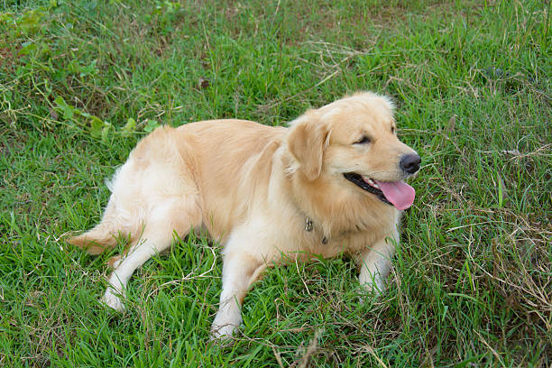 istock Golden Labrador retriever on green grass 542331426