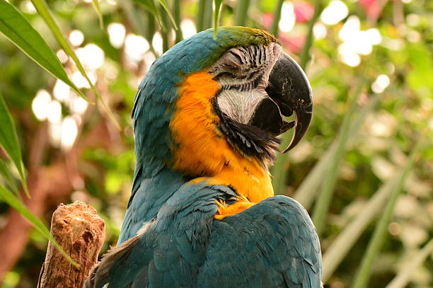 South American Macaw A macaw tries to grab a few winks of shut eye while on display at the gardens. sleeping parrot stock pictures, royalty-free photos & images