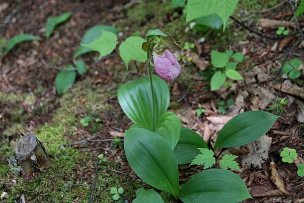 istock Pink Lady's Slipper Wildflower 542548312