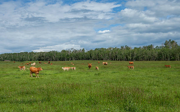 istock Cattle in a green field 542549188