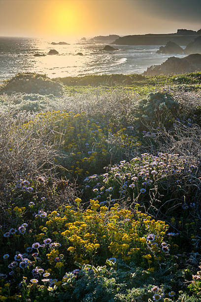 la costa de california - california coastline beach cliff fotografías e imágenes de stock