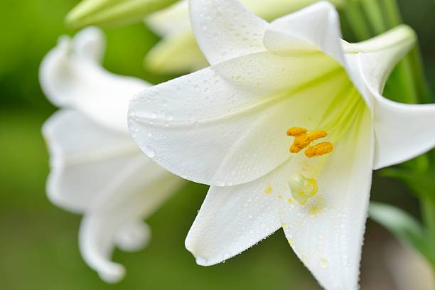 nahaufnahme eines lilium longiflorum - staubblatt stock-fotos und bilder