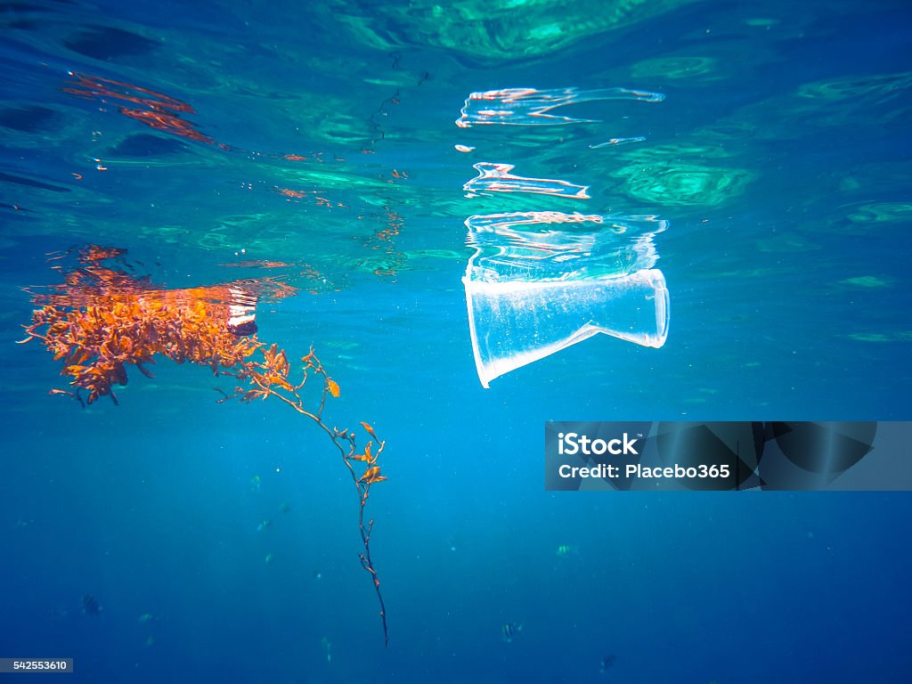 Plastic Floating in the Ocean A discarded plastic drinking cup floats at the surface of the Sea.  Next to it is a piece of seaweed floating in the otherwise clear blue water.  This image was taken to convey the concept of mans impact on the environment and Ocean pollution.  Plastic floating in the Ocean is a common sight throughout the world. Sea Stock Photo