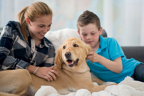 istock Petting Their Golden Retriever 542555952