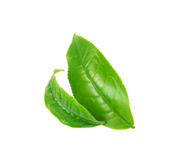 istock green tea  leaf photography isolated on white background 542556254
