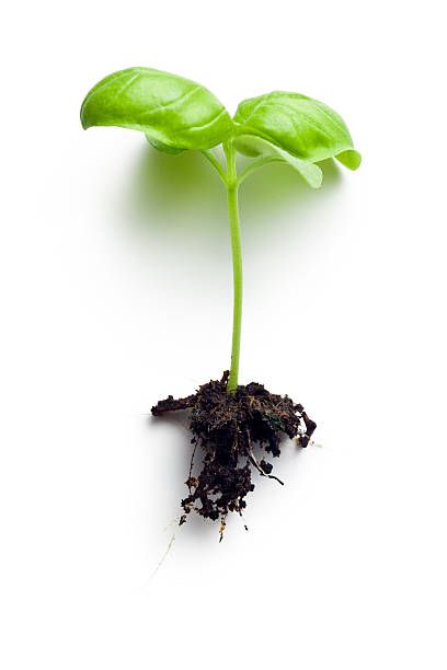 istock small plant of basil 542556302