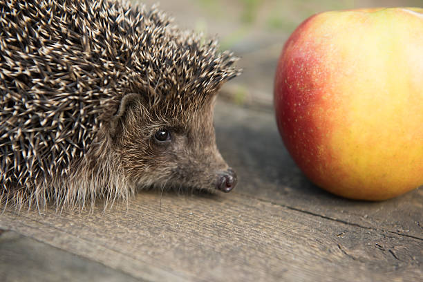 istock hedgehog looks at the apple 542560168