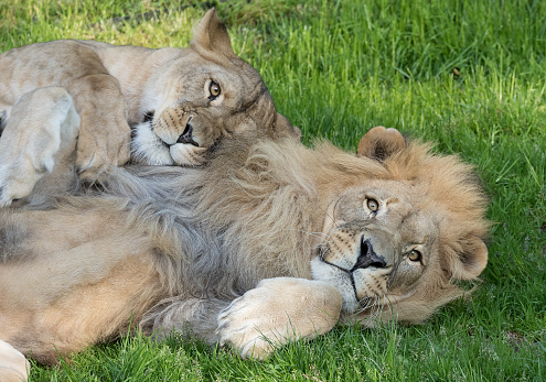Lions in love.