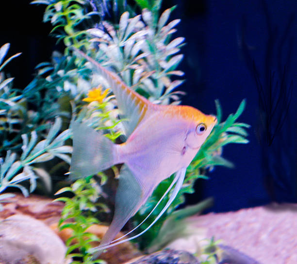 Scalar fish- Pterophyllum scalare, stock photo