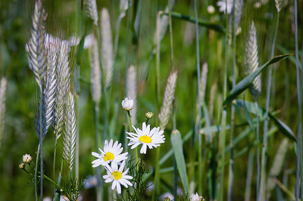 istock daisies and ears of corn in a rustic summer field 542562884