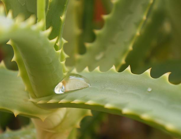 istock Drop of water on aloe vera 542563544