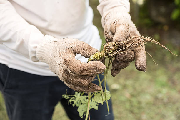 Landwirt in Handschuhe Halten frisch geerntetem biologisch angebauten Wasabi-Plant – Foto