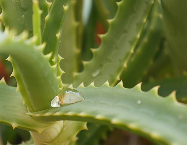 istock Drop of water on aloe vera 542564098