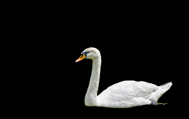 istock White swan with orange beak, feathers, close up, isolated 542565934