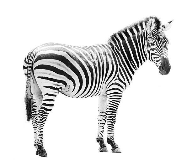 istock Young male zebra head isolated on white background 542566172