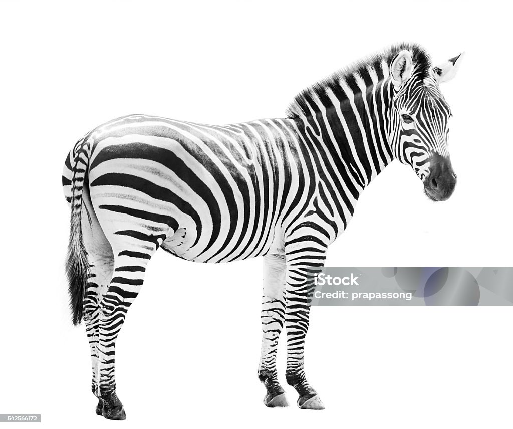 Young male zebra head isolated on white background Zebra Stock Photo