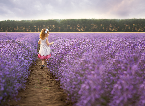 Beautiful little girl on the background of a lavender field, Bulgaria