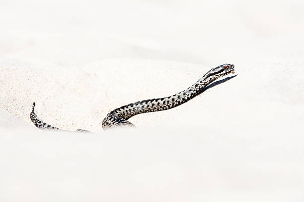 istock beautiful view of Vipera berus 542567016