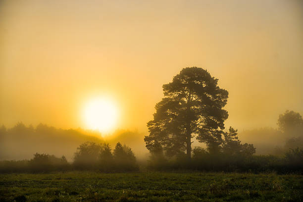 istock Trees in fog in summer morning 542567056