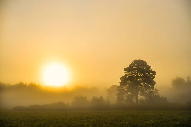 istock Trees in fog in summer morning 542567202