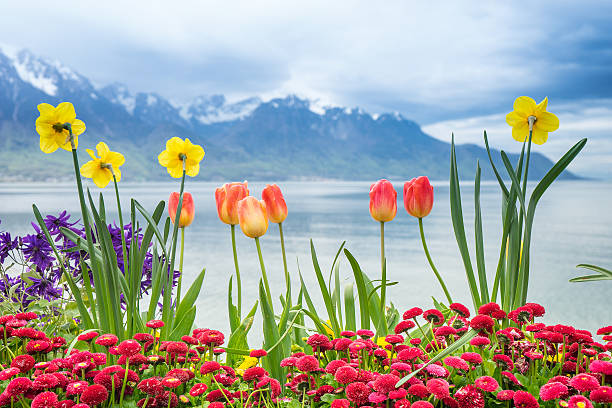 istock Tulips flower with lake and snow mountain background 542567210