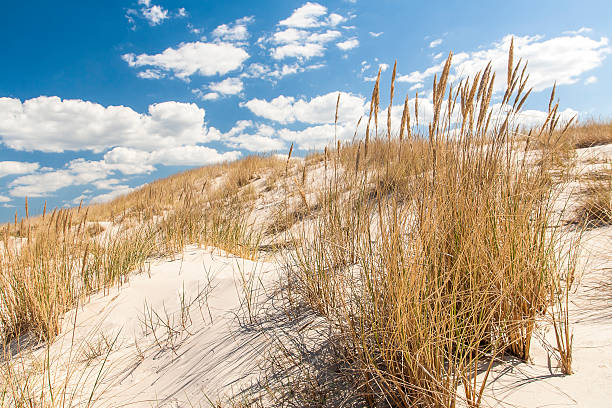 istock beautiful view of the coastal dunes 542567220
