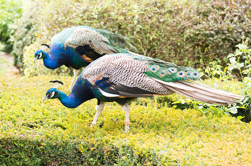 Images of Peacocks in a formal Garden